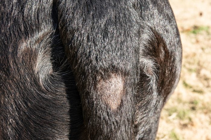 Alopecia on the tail of a black dog