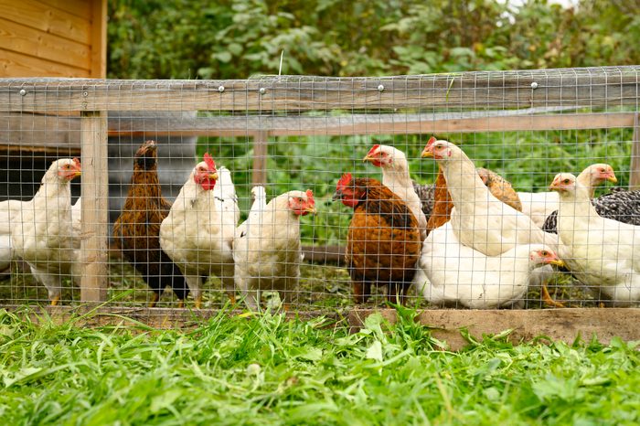 chickens brown and white color in handmade chicken tractor on grass outdoor. family farming
