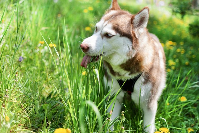 Brown Siberian husky dog on meadow eating grass.