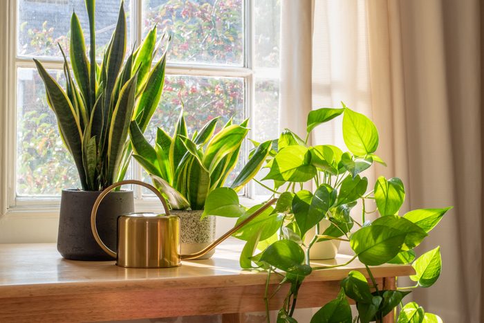 Indoor houseplants by the window inside a beautiful new house or flat
