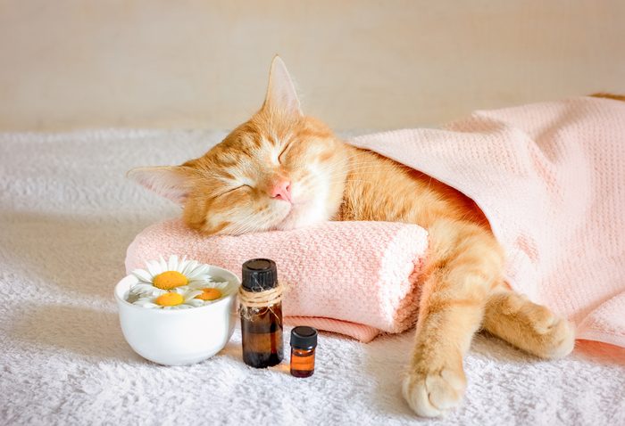 Sleeping cat on a massage towel. Also in the foreground is a bottles of aromatic oil and chamomile flowers. Concept: massage, aromatherapy, body care.