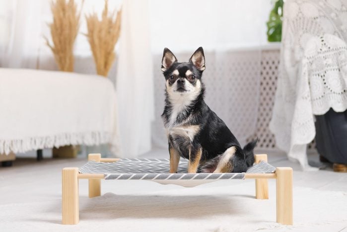 Cute little chihuahua on an elevated dog bed in boho decorated bedroom.