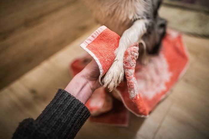 Cropped hand of woman drying the paw of a domestic dog,Poland