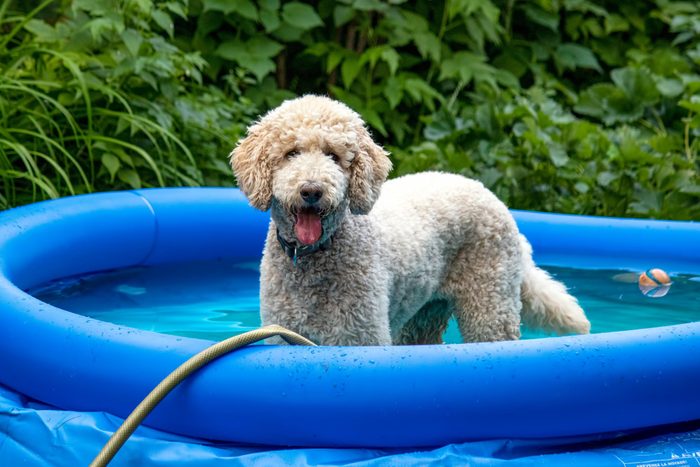 Puppy in a pool in summer