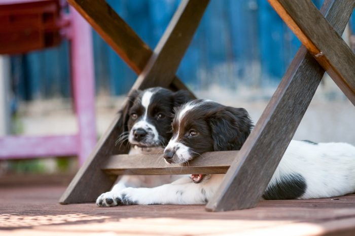 Naughty young spaniel puppy testing its teeth on chewing garden chair as it relaxes under it in the shade out of the sun with its companion..