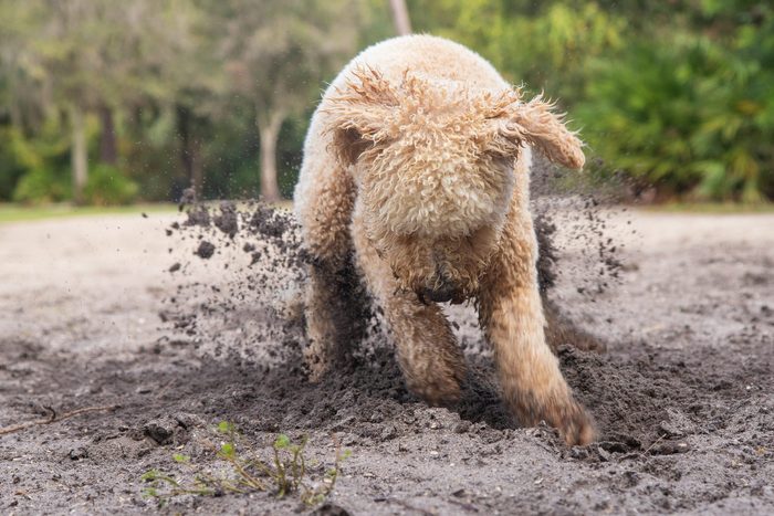 Goldendoodle dog digging in the sand on the beach, Florida, USA