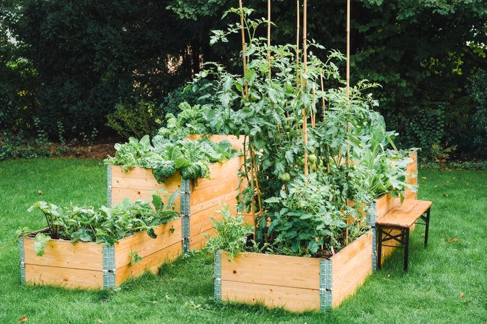 Vegetables planted in raised beds at garden during summer
