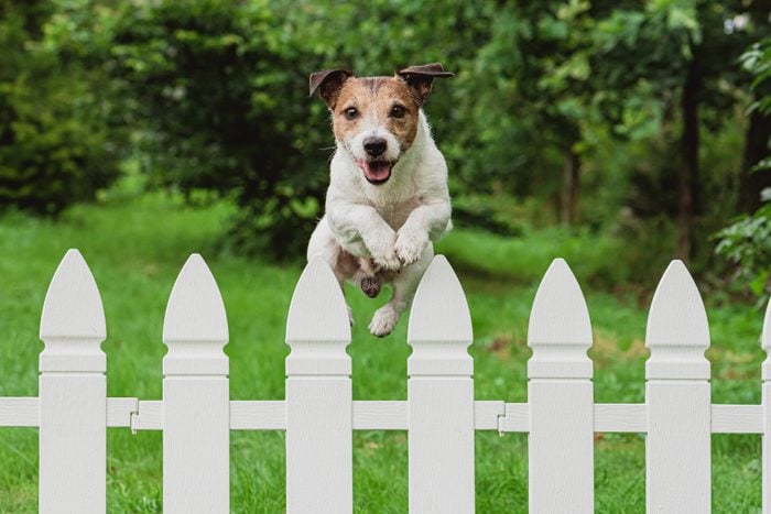 Dog Jumping from Yard Fence