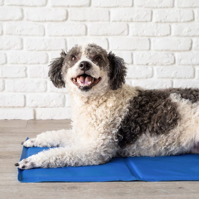 Cute mixed breed dog lying on cool mat looking up on white brick wall background