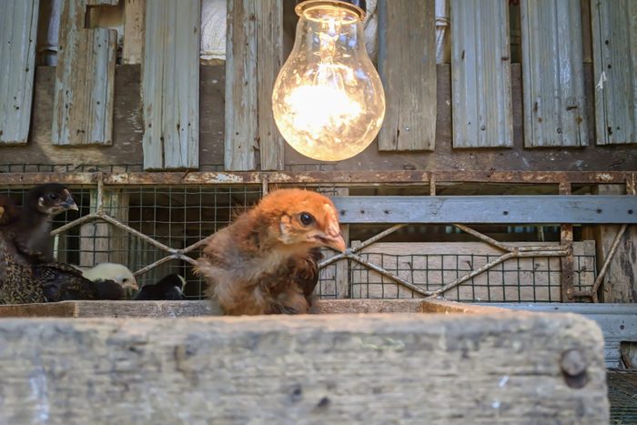 Chicks and light bulbs in the chicken coop