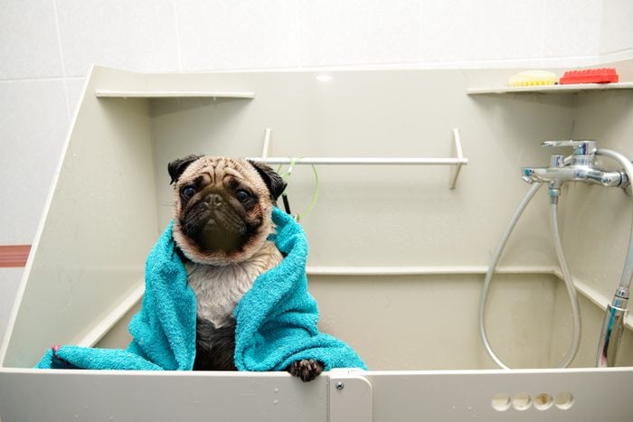 Wet pug with a towel on his body in the grooming bathroom
