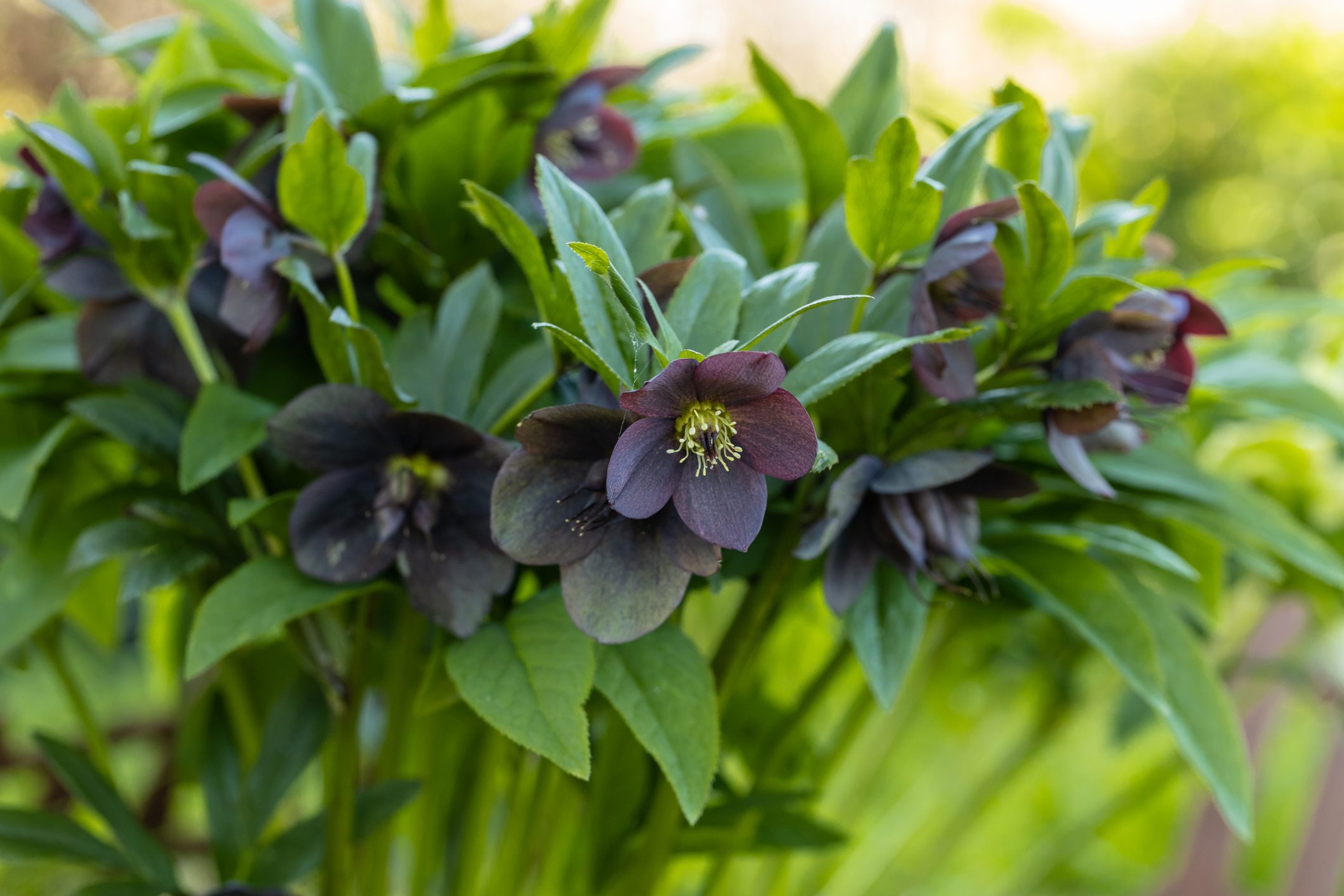 10 Types of Black Flowers 