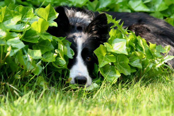border collie laying in the bushes