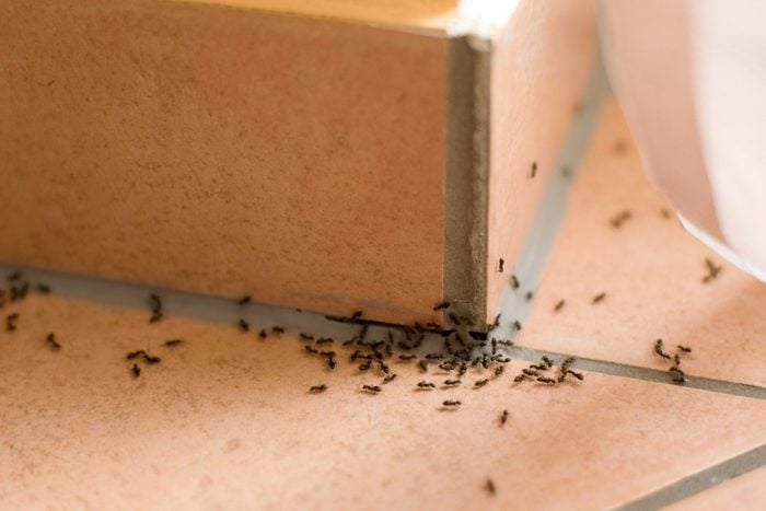 Ants plague
