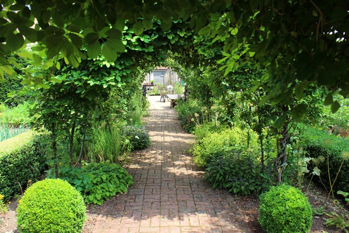 Metal pergola garden archway tunnel, espalier apple trees, buxus balls