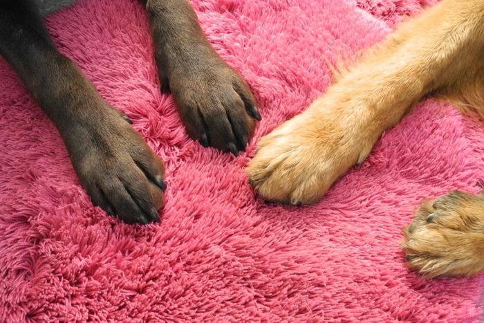 Close-Up Of Dog Paw