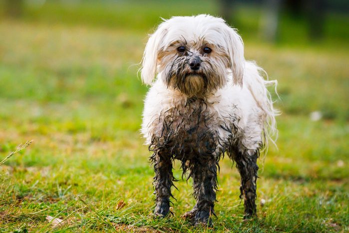 A little maltese dog half-covered in mud