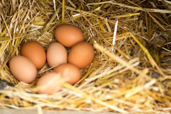 free range eggs in a nest