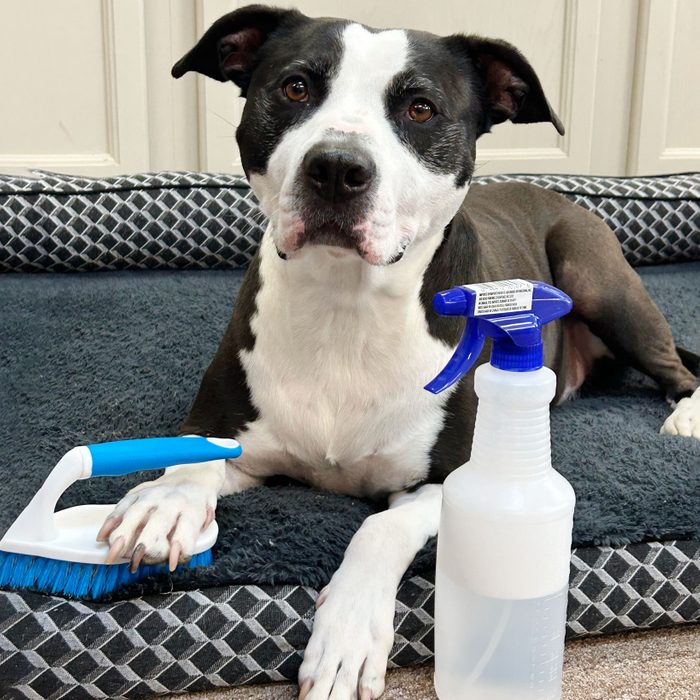 dog sitting on clean bed with cleaning products