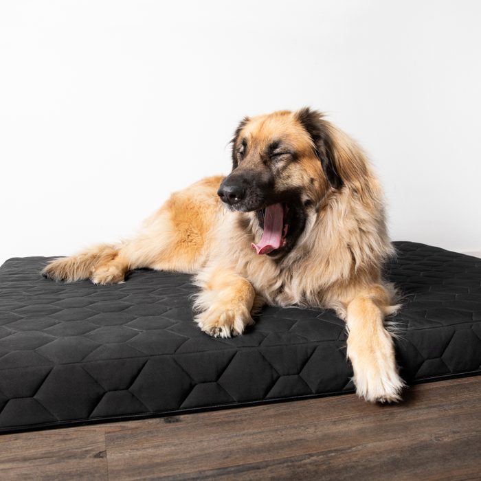 Yawning dog on an Orthopedic Dog Beds