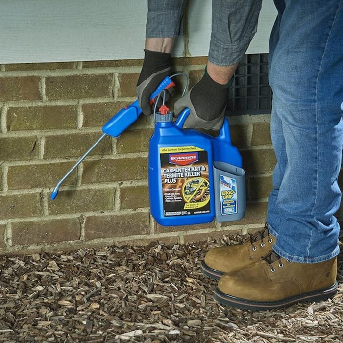 The 5 Best Termite Treatments