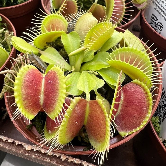 Venus Flytrap Plant