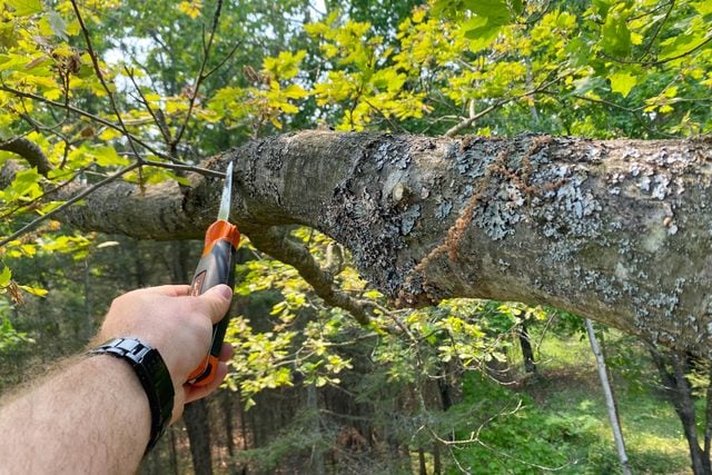 preparing a branch for a tire swing