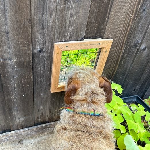 dog looking out of dog window in fence
