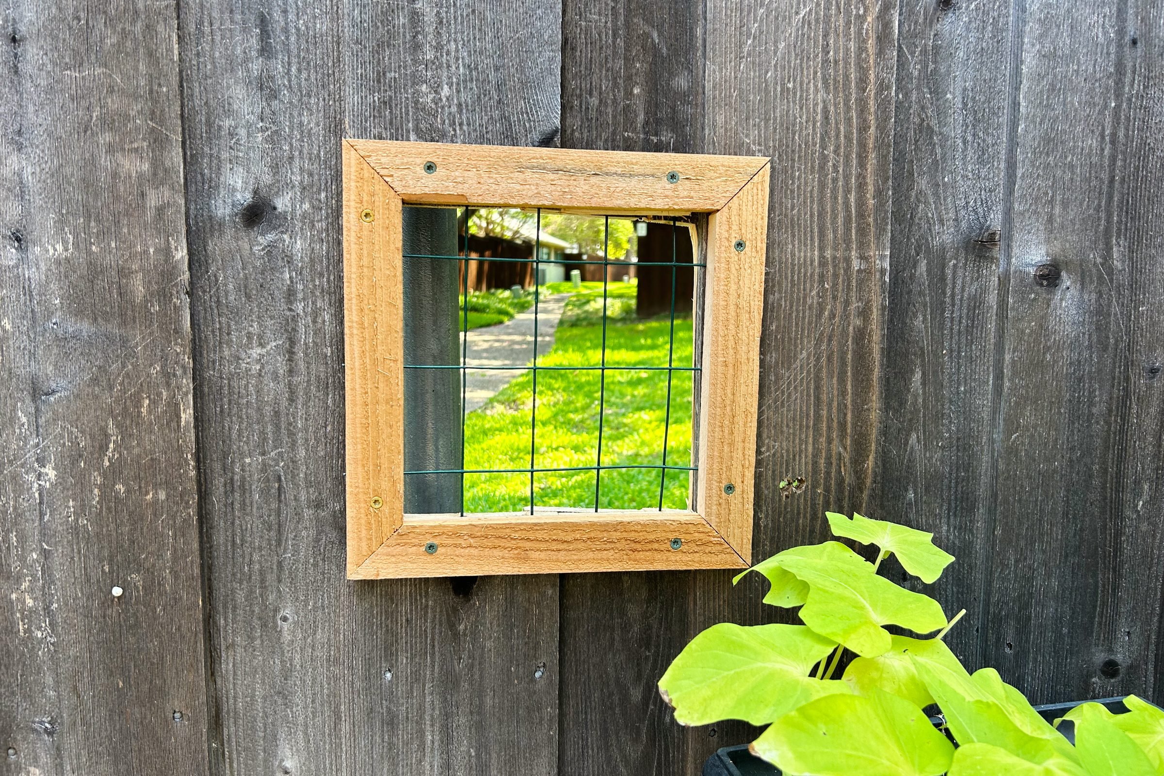 finished dog window in a fence