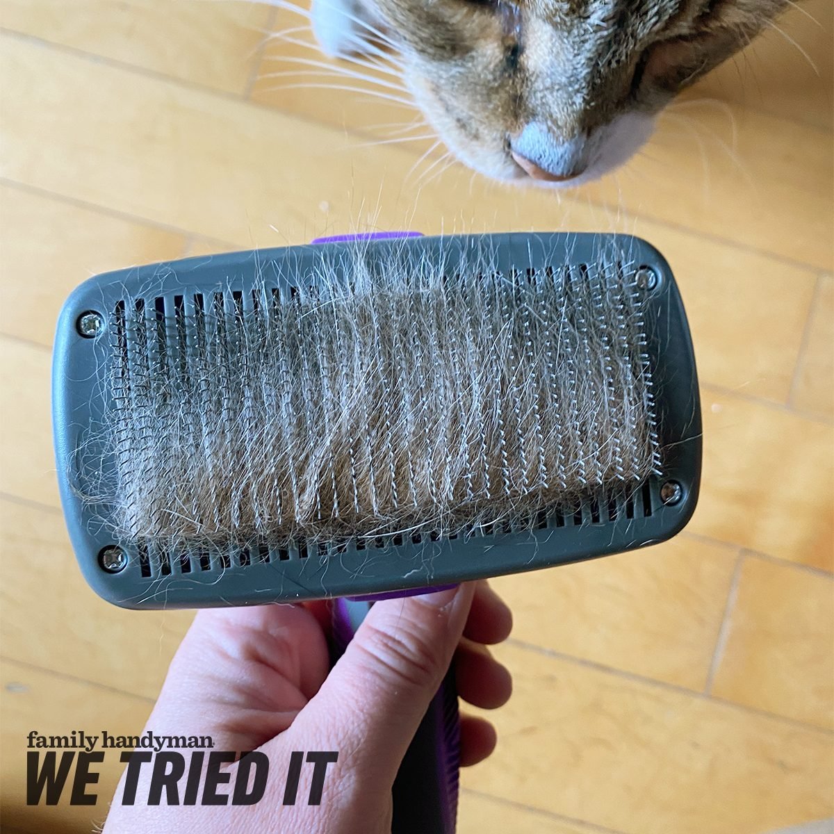 The 10 Best Cat Brushes of 2024, Tested and Reviewed