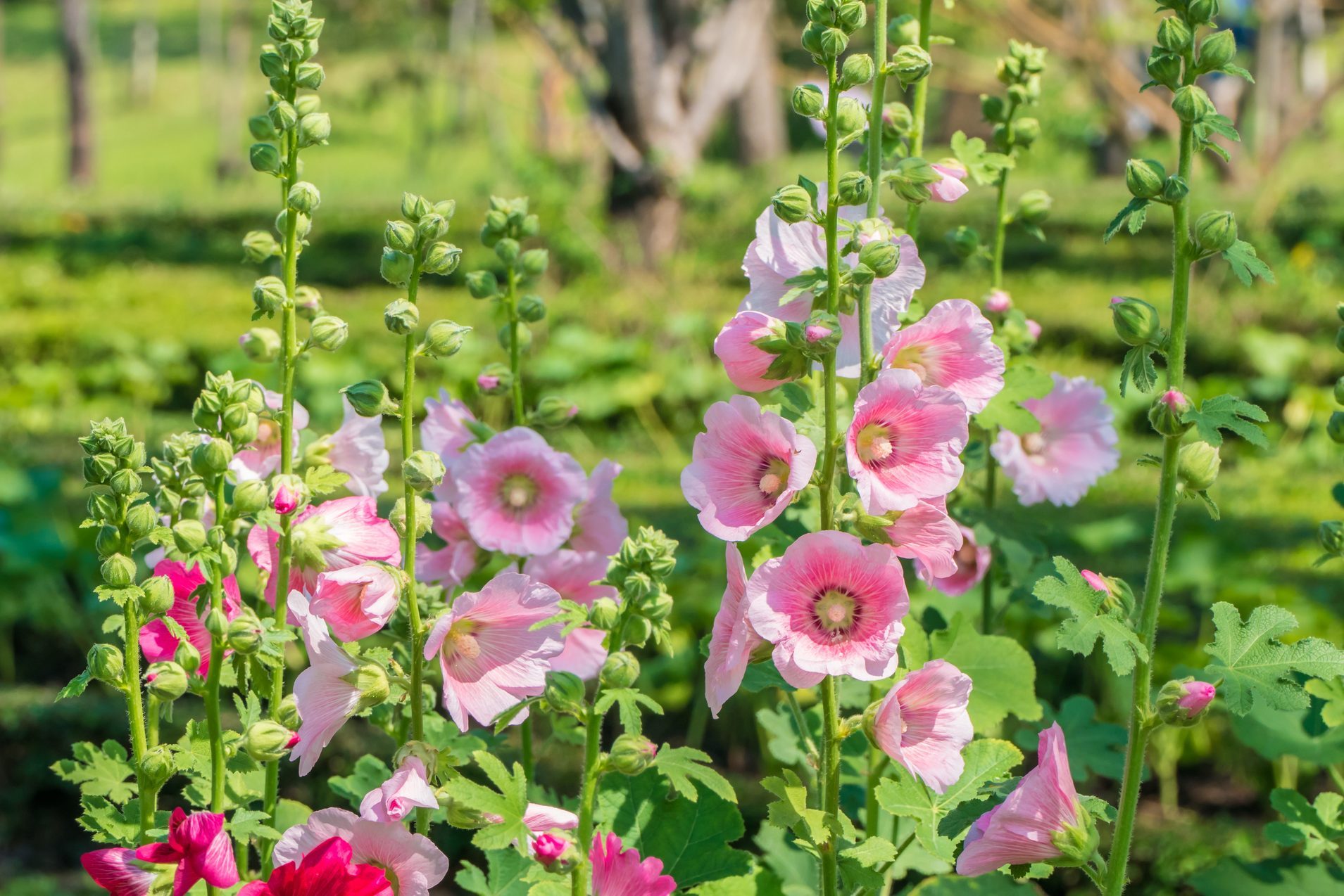 beautiful pink hollyhock flower on nature background