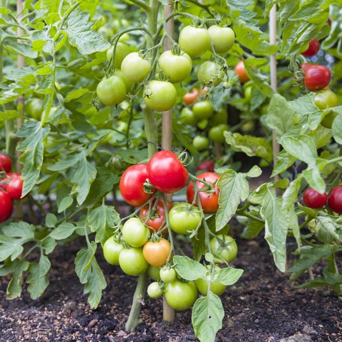 tomato growing on a tomato plant in a garden