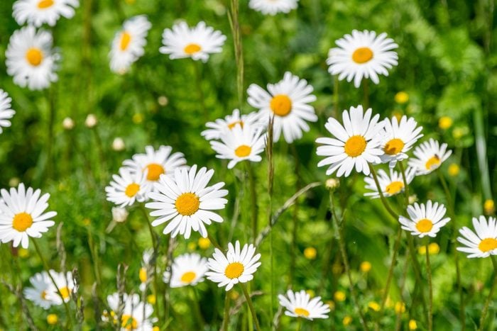 Close-up of white daisy flowers on field,Erbach,Germany