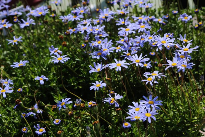 Felicia amelloides blue daisy