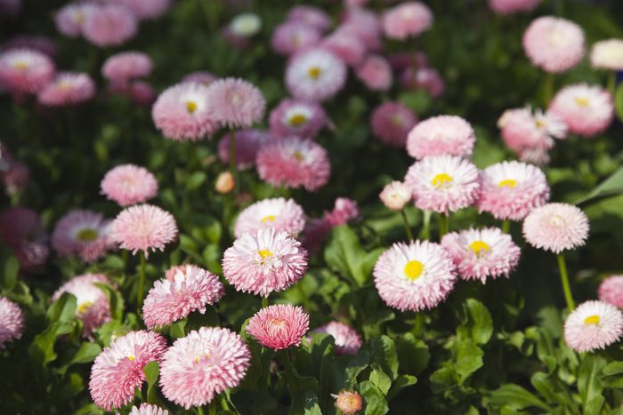 Mass of pink Bellis Perennis daisies growing wild