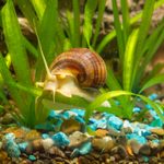 How To Get Rid of Snails In an Aquarium