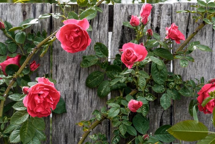 roses climbing wooden fence