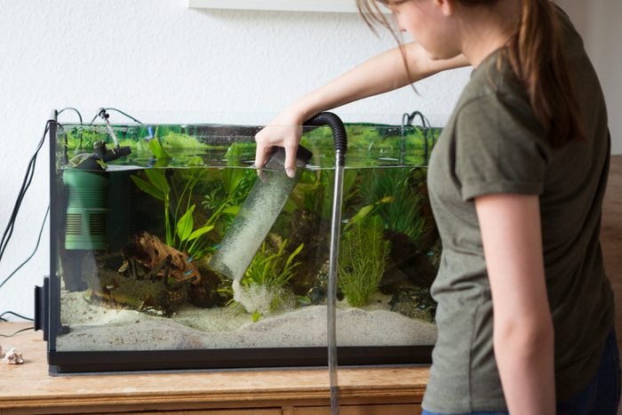 Teenage girl cleaning sand in a home aquarium with a siphon pump