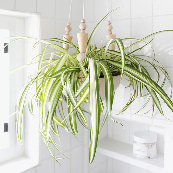 Shower Plant