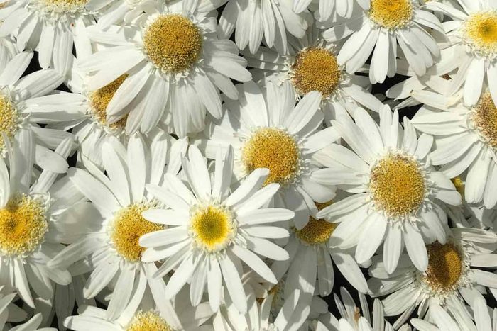 Leucanthemum