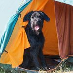Tips to Have a Successful Camping Trip with Your Dog