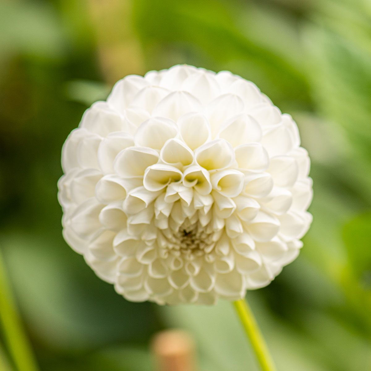 Flower Of A White Dahlia pictured in a luscious green garden on a bright sunny day.