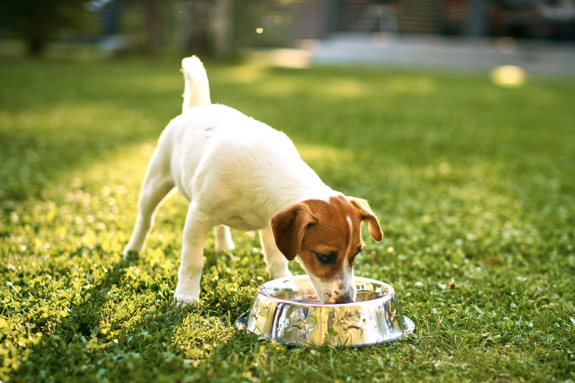 Dog Drinking From Bowl In Shade Gettyimages 1285465321 Pkedit 1