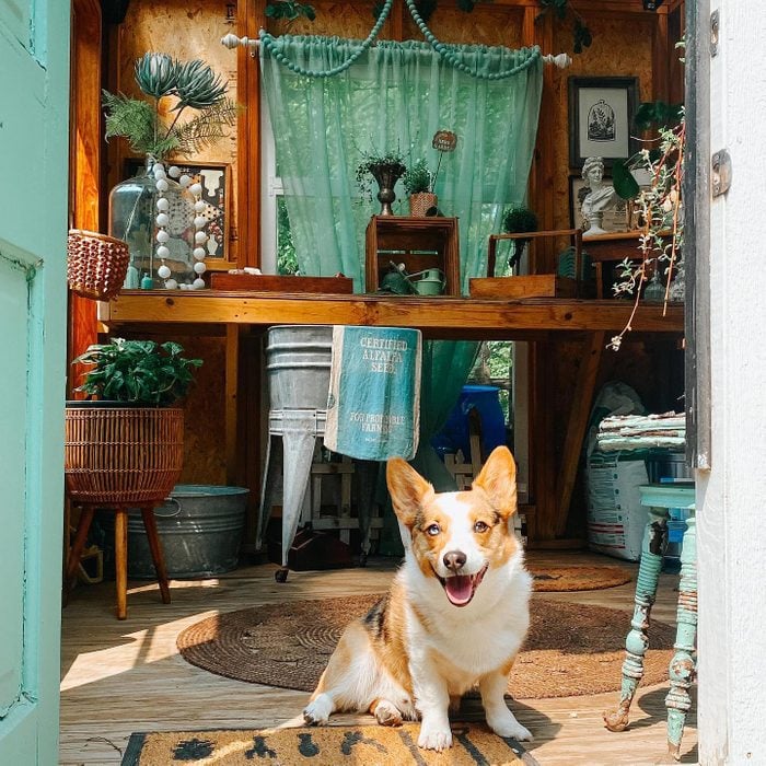 she shed with a turquoise color pallet inside and a cute dog sitting in the doorway