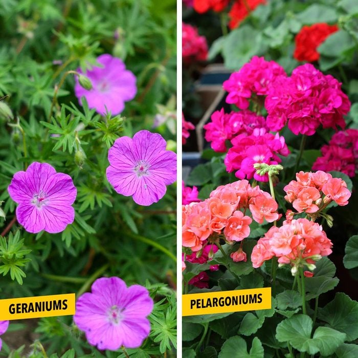 Geraniums And Pelargoniums side by side with labels