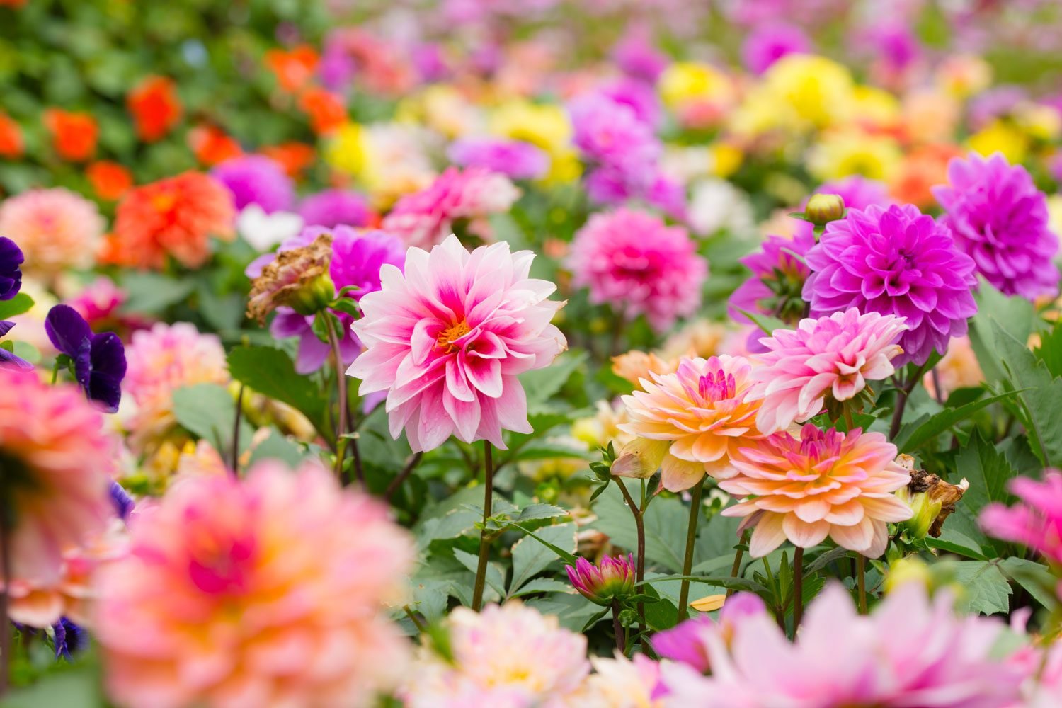 Group Of Colorful Dahlia Flower