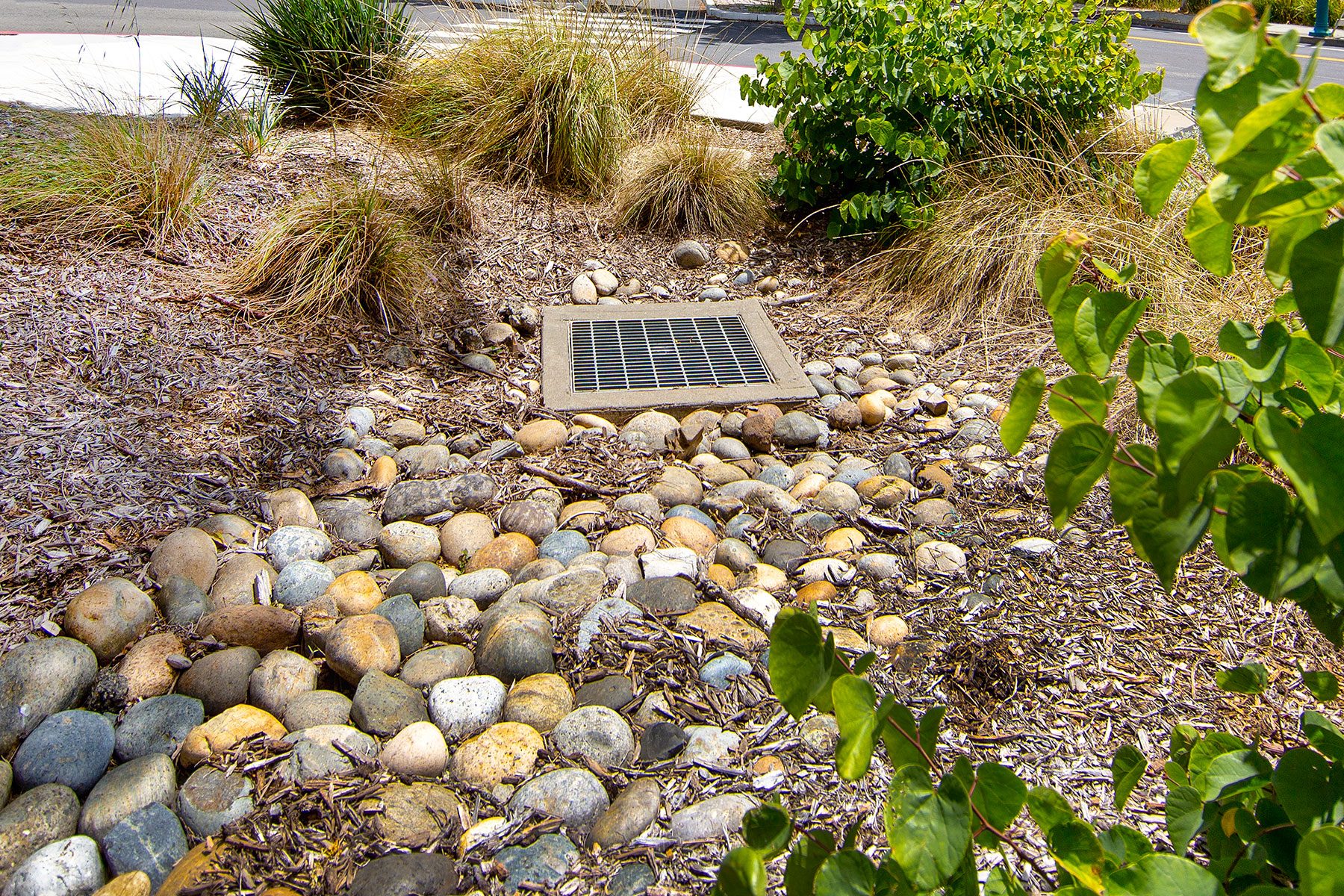A Bioswale In A Public Park Constructed Of Dirt, Tree Bark, Rocks And Drought Resistant Plants