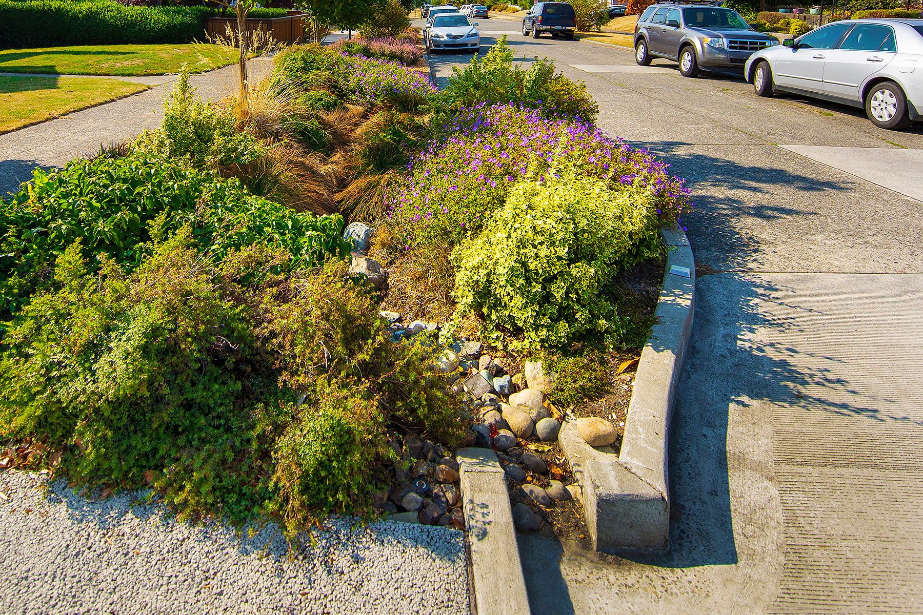 A Public Bioswale Made Of Drought Resistant Plants, Grasses, Rocks And Mulch.