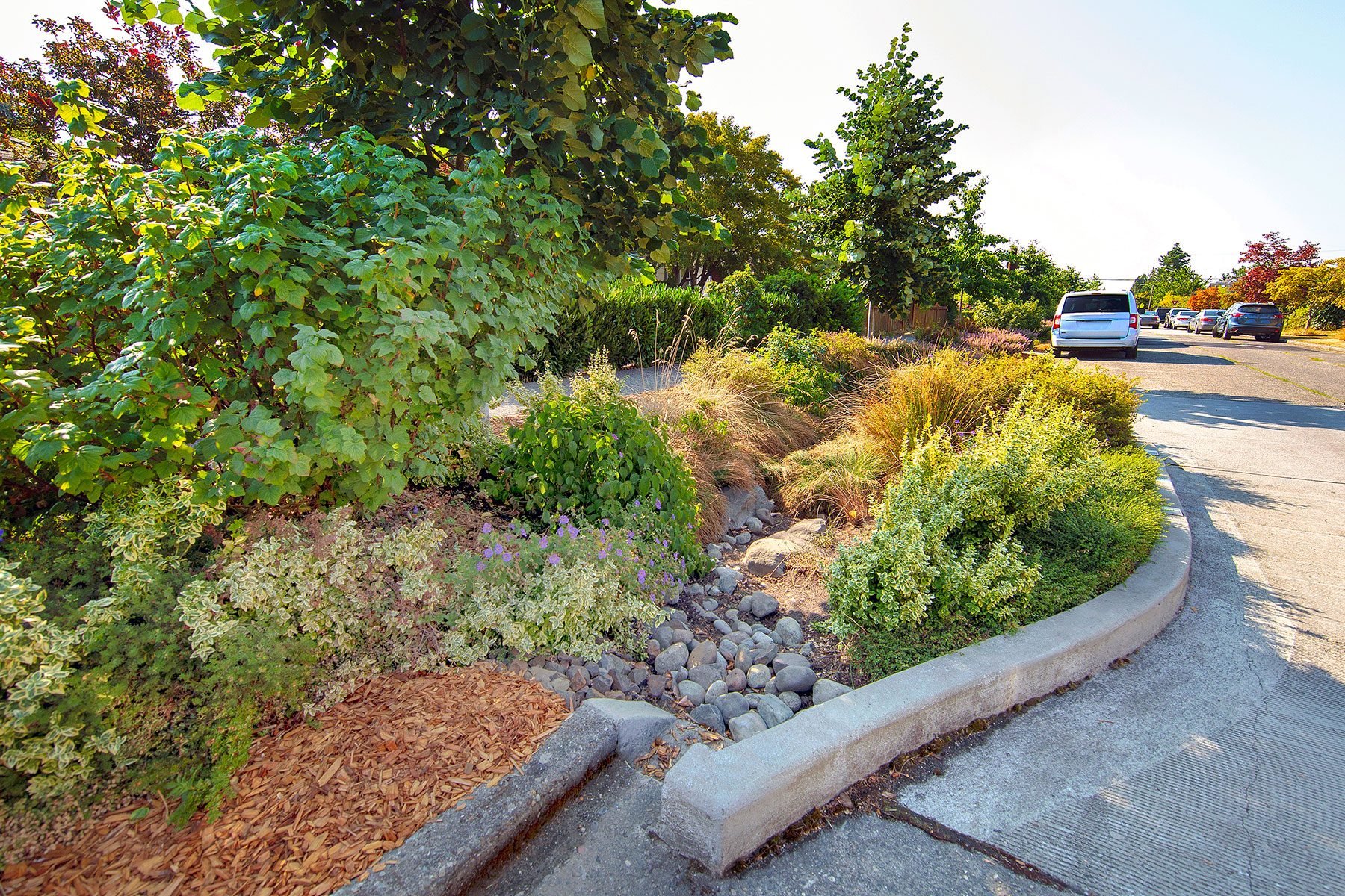 A Public Bioswale filled with Drought Resistant Plants, Grasses, Rocks And Mulch