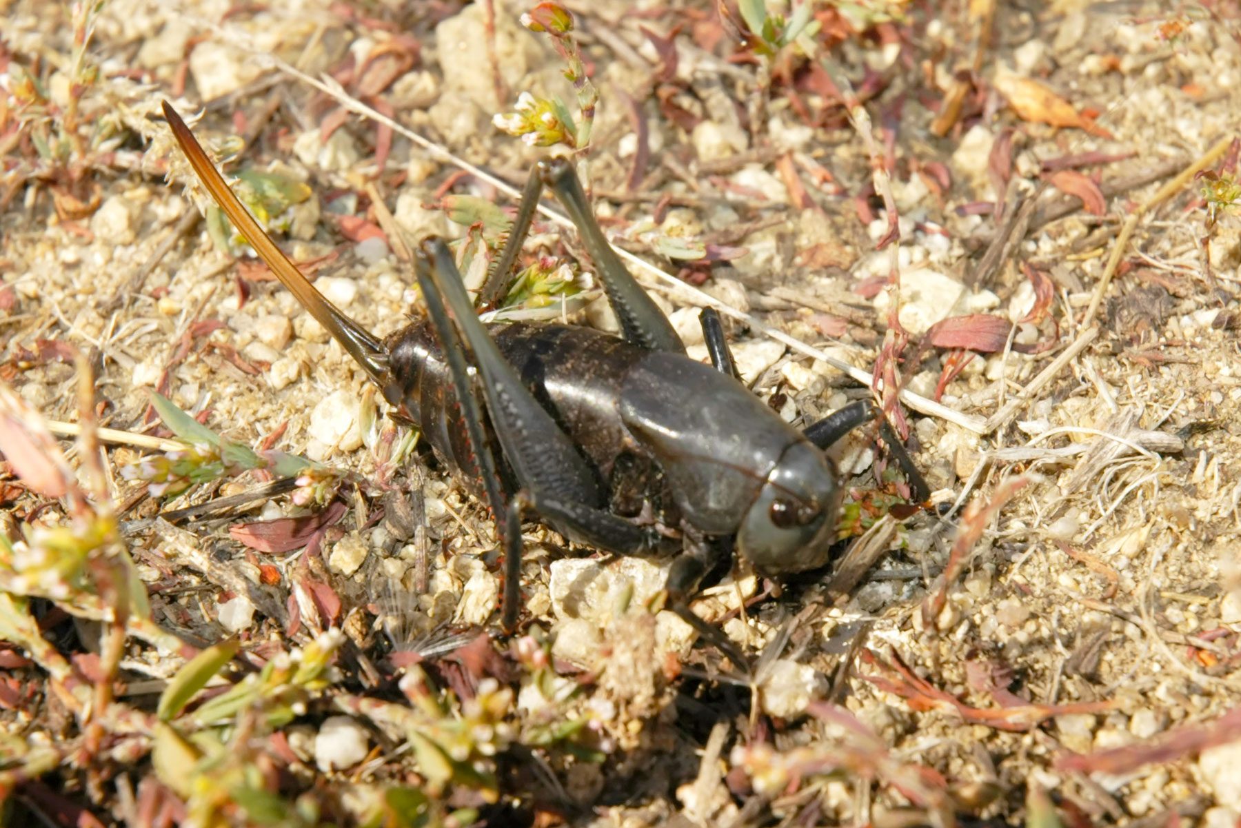 Close-Up Of A Mormon Cricket, Anabrus Simplex